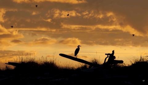 A Great Blue Heron Rests on a Log at Sunset