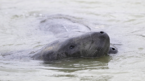 Florida manatee head just above the water's surface, with a second manatee just behind the first
