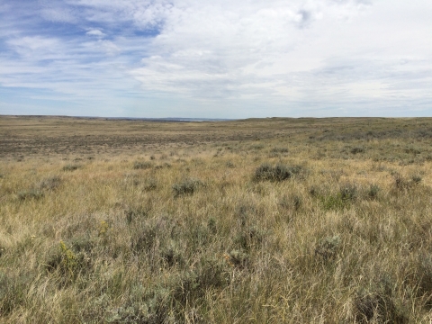 Sage and prairie grasses with clouds 