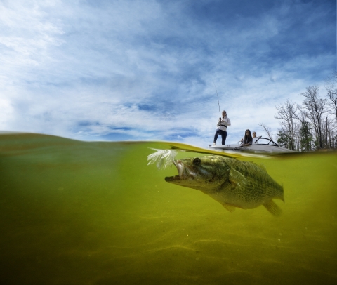 An underwater photo of a fish opening its mouth to grab a fishing lure. People stand with fishing poles on a boat above the surface of the water.