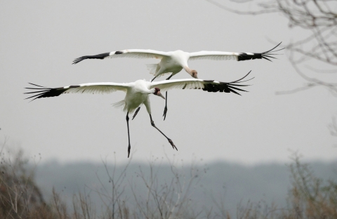 Pair of whooping cranes, wings outstretched, about to land
