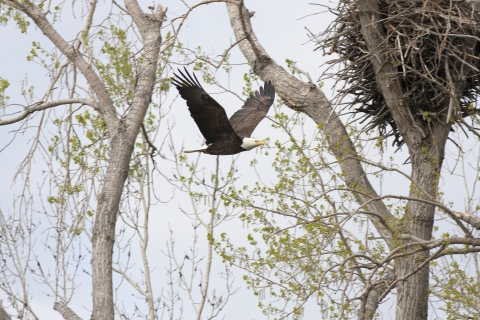 An adult bald eagle flying by a nest