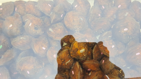 Winged mapleleaf freshwater mussels about to be released. 