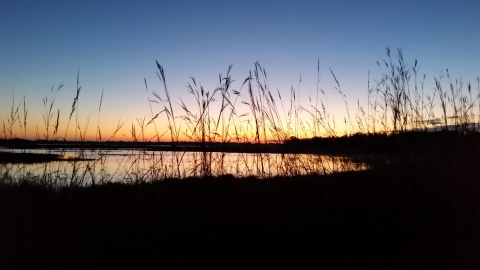 Sunrise through prairie grasses