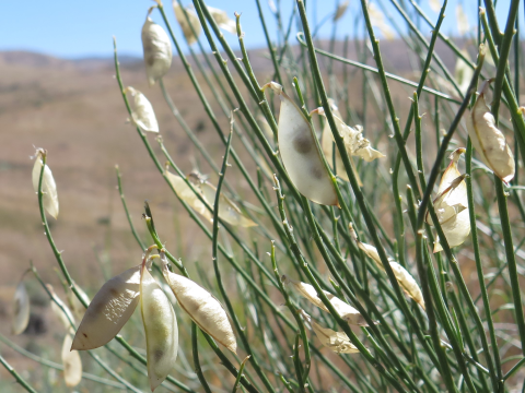 tan-colored seed pods close-up on green stems