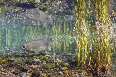 Underwater photo of a salmon and its reflection above it, next to some sedges.