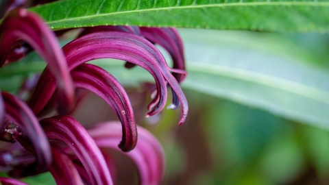 Purple Cyanea koolauensis flowers and green leaves