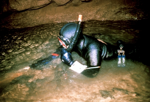 Cave shrimp survey in Kentucky