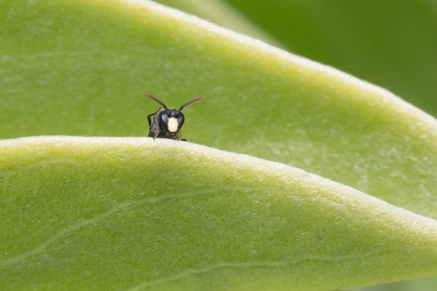 Yellow-faced bee on a naupaka leaf