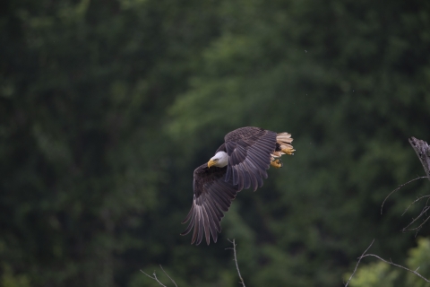 Large bird with dark wings and body, white head, and yellow beak and feet flies low in a gliding position
