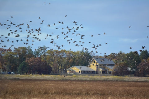 Waterfowl fly by Necedah's Visitor Center