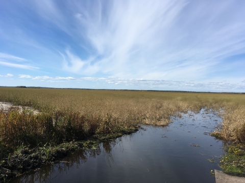 An open channel of wetland leads your eye into the dense stand of wild rice covering the remainder of the wetland. Above the water, thin white clouds streak across the blue sky.