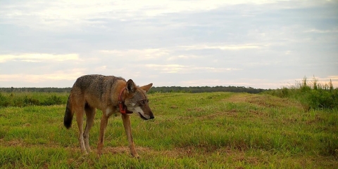 A lone red wolf, head down, walks along the edge of a field at Alligator River NWR