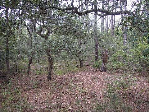 A forest with an open understory, scraggly oak trees, and tall, straight pines