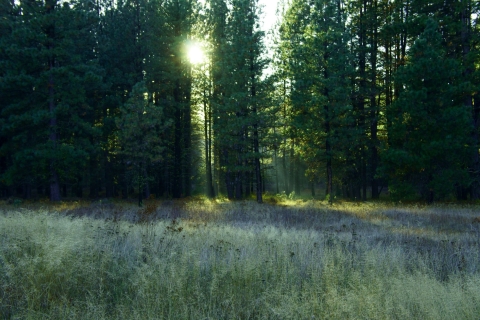  A ponderosa pine forest and meadow with the sun peaking through the trees