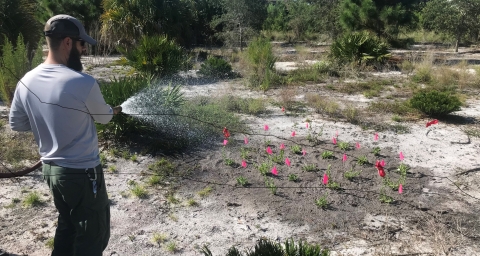 Man with hose waters small plot of plants. All plants marked with small pink flags