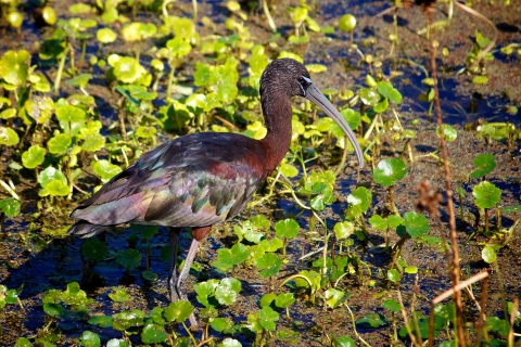 An image of a glossy ibis walking through mud and low vegetation.