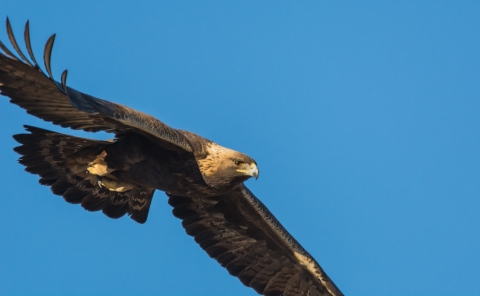Bird with hooked beak and brown plumage flying