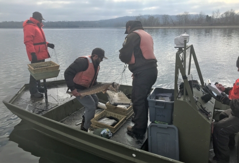 Biologists in the process of weighing Lake Sturgeon and recording weight.