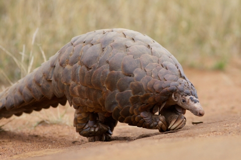 Pangolin Madikwe Game Reserve South Africa