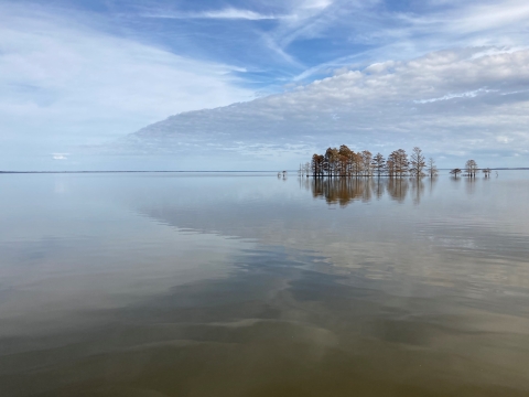 A calm lake surface reflects a band of clouds and a line of cypress trees in the water
