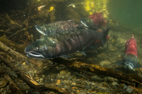 fish school underwater with wood beside them