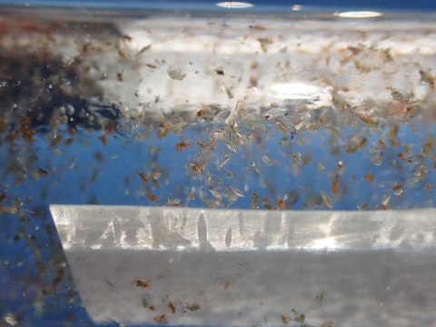 Zooplankton in a vial