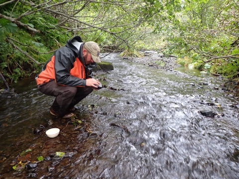 A man looks under rocks in a small stream