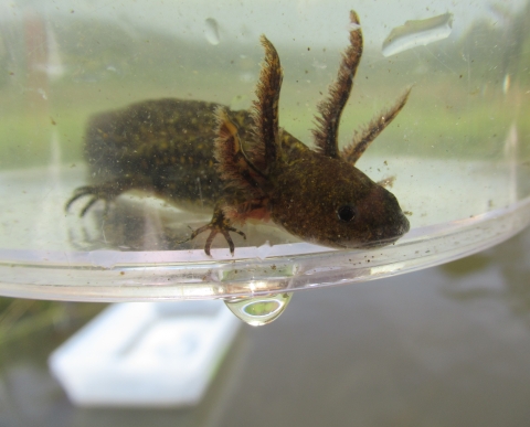 Santa Cruz long-toed salamander larva