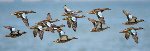 birds with blue and green wings migrating