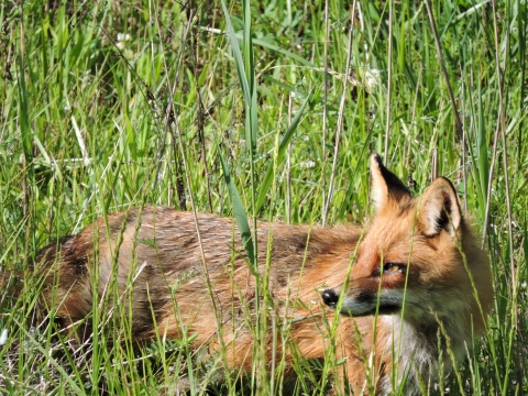 red fox laying in tall grass