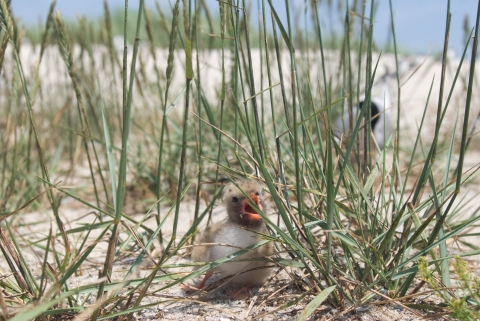 A tern chick rests on a sandy beach among grasses with adult tern in background.