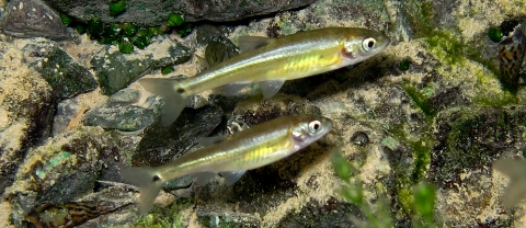 Two small fish underwater