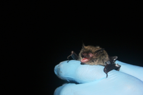furry bat with its mouth open is held by gloved researcher