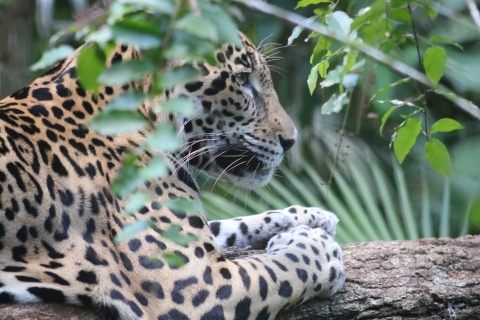 Close-up profile of jaguar behind a branch with green leaves