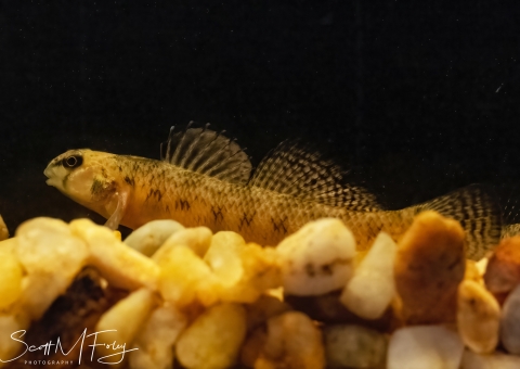 Johnny darter (fish) perched on small rocks.