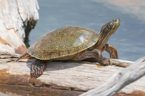 Rio Grande cooter sitting on a tree