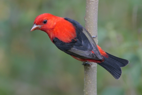 Red Head Bird