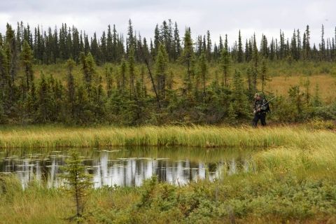 Hunter walking through wetlands at Selawik National Wildlife Refuge.