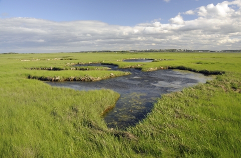 Image of salt marsh