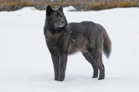 Alexander Archipelago wolf in stands in snow