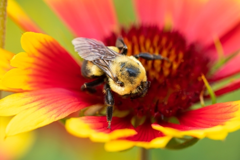 A bumble bee on a bright red and yellow flower