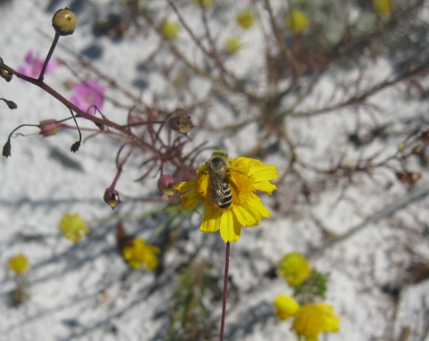 A Gulf Coast solitary bee rest on flower. 