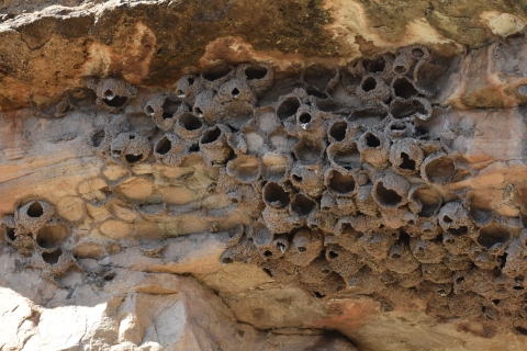 a cliff side with several round, hollow protrusions (swallow nests)