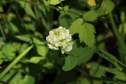 Running buffalo clover in bloom