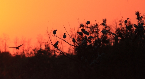 A group of birds perched on trees