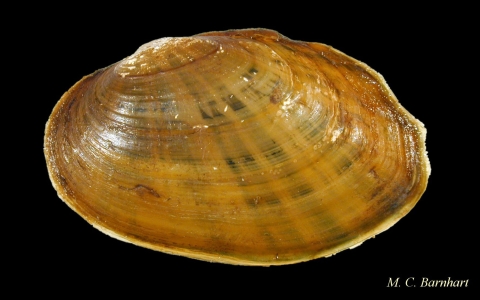 neosho mucket (Lampsilis rafinesqueana)