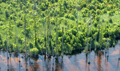 Aerial view of Alligator River National Wildlife Refuge