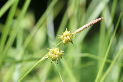 Grass seed with two yellow spheres. grass blades in the background.