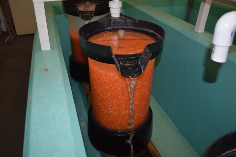 A large clear vessel sitting in a blue concrete tank filled with orange fish eggs with water running out the top spout